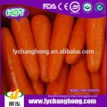 Fresh Carrot for Russia market